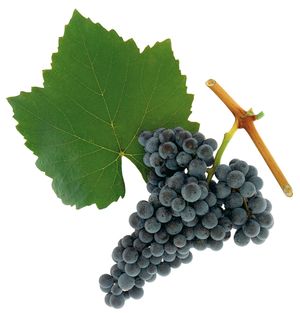 Kékfrankos szőlőfajta