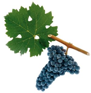 Cabernet Sauvignon szőlőfajta