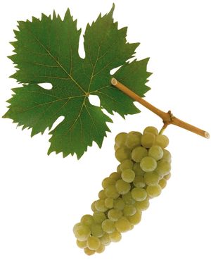 Gelber Muskateller szőlőfajta