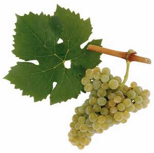 Müller Thurgau szőlőfajta