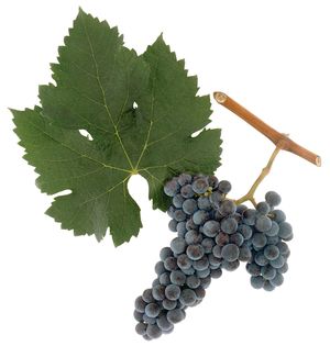 Merlot szőlőfajta