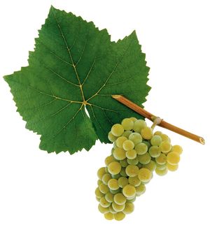 Fehér Burgundi szőlőfajta